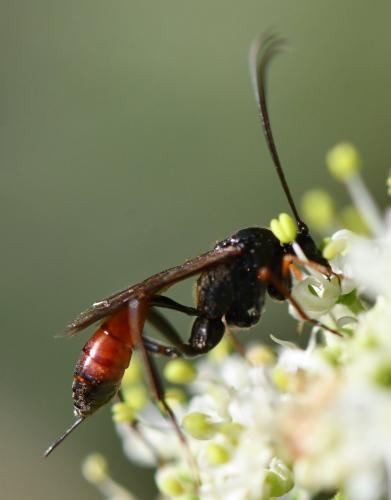 Idiolispa sp.